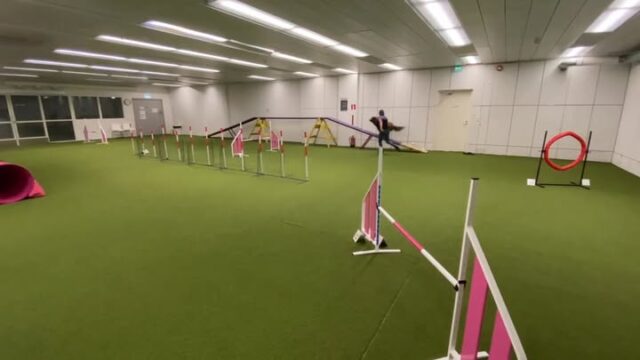 Käytiin tänään agilityn parissa ja oli kyllä makeeta! Tehosiivous myös matolle tehty ja kiitos treenaajille että olette pitäneet tilan niin siistinä! Hauskoja treenejä myös muille!