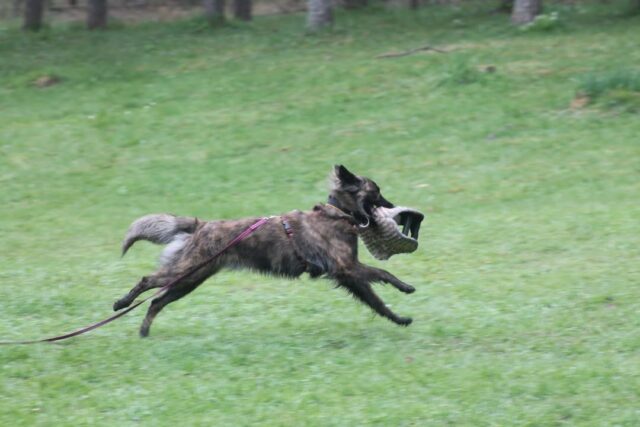Ihanaa torstaita treenaajat! Kuonot Radalla hallilla järjestetään leikityspäivä 9.5 klo.9-18 ja sinne olis muutama paikka vapaana! Jos kiinnostuit niin soittoo mulle! 0445910504 Leikittäjänä Leevi Ruokonen